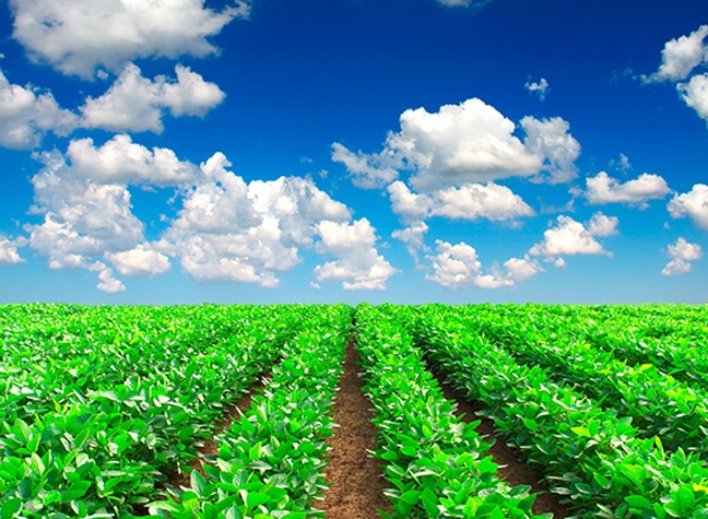 Picture of a field and the sky.