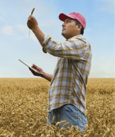 Man in a field looking at crops